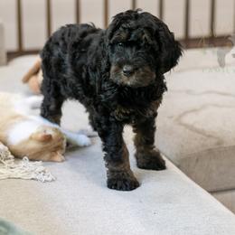 Acadia - Phantom female Bernedoodle puppy in Eureka, Illinois from Joley Aire Family Dogs
