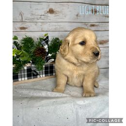 Golden Retriever Puppies from Castle Country Companions