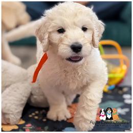 SCOUT - F1 English Goldendoodle - OFA-Genetics-2 Year Warranty. Apple Creek Doodles - Since 2004. - Cream male Goldendoodle puppy in Jeddo, Michigan from Apple Creek Doodles
