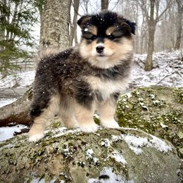 Pomsky Puppies from Blue Ridge Pomsky