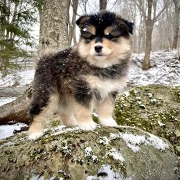 Pomsky Puppies from Blue Ridge Pomsky