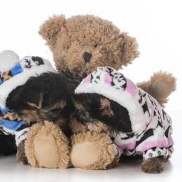 Yorkshire Terrier Puppies from Terrifical Yorkies