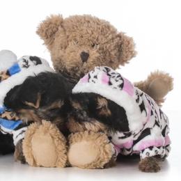 Yorkshire Terrier Puppies from Terrifical Yorkies