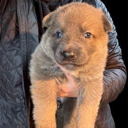 Blue Sable Female 2 - Blue female German Shepherd puppy in Tafton, Pennsylvania from Pocono GSD