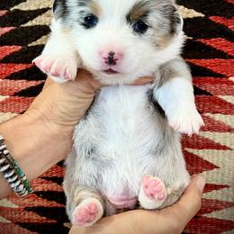 Dopey - Blue merle and white female American Corgi puppy in Tome, New Mexico from Blue Diamond Welsh corgis