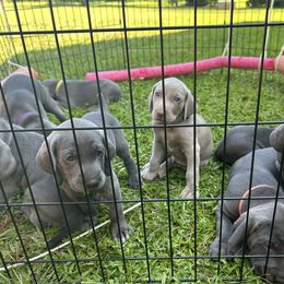 Weimaraner Puppies from Georgia Line Weimaraners