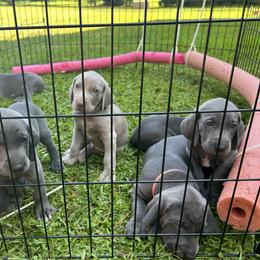 Weimaraner Puppies from Georgia Line Weimaraners