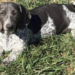 Dachshunds from Dach Army LLC