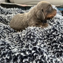 Dachshund Puppies from Majesty’Z Country Doxhounds
