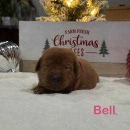Bell - Yellow female Labrador Retriever puppy in Tigard, Oregon from Morrison Labrador Retreivers