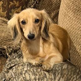 Gemma - Dachshund