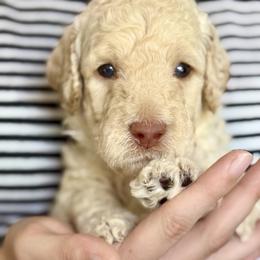 Ducati 'Duke' - Cream male Goldendoodle puppy in Dayton, Ohio from Perks Court Doodles