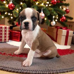 Miss Yellow - Fawn female Boxer puppy in Palm Coast, Florida from Starlight Boxer Corner