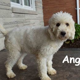 Angel - Goldendoodle