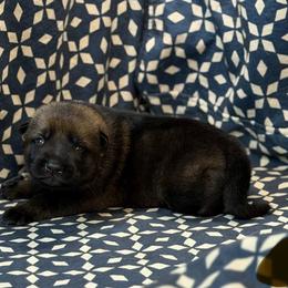 Gold Collar - Sable male German Shepherd puppy in Riverside, California from Von Der Sagobi