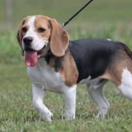 Gibbs - Beagle