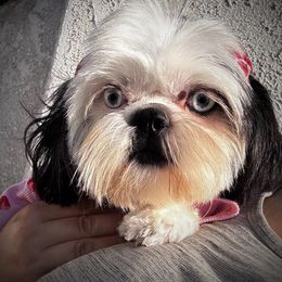 Crystal - Black and white female Shih Tzu puppy in Apple Valley, California from Southern California Shih Tzu Palace