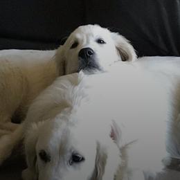 Golden Retrievers from Shady Creek Goldens