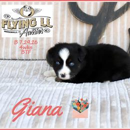 Giana - Black tri female Miniature Australian Shepherd puppy in Madisonville, Texas from Flying LL Aussies