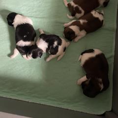 Shorkie Puppies from Strong Puppies