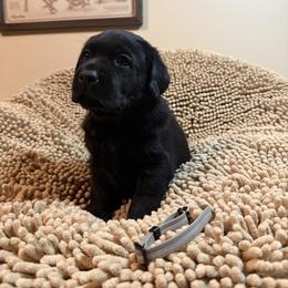 Grey Boy - Black male Labrador Retriever puppy in North Pole, Alaska from Mulberry Retrievers