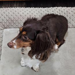 Malia - Dachshund