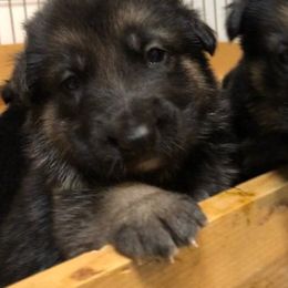German Shepherd Puppies from Dawnhill