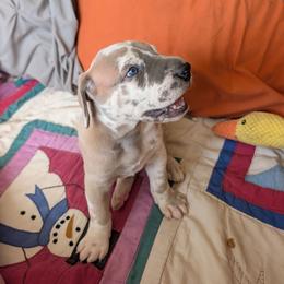 Franklin - Harlequin male Great Dane puppy in Turon, Kansas from RCM Great Danes