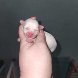 Quinn - Cream and white female Chihuahua puppy in Ashtabula, Ohio from Paw's & Awe's Chihuahuas