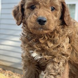Goldendoodle Puppies from DeBerrys Doodles