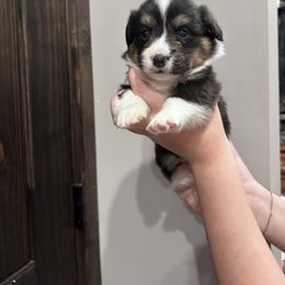 Green collar - Black and tan male American Corgi puppy in Flat Rock, Alabama from Fluffy Butt Acres