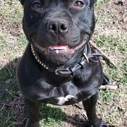 Staffordshire Bull Terriers from Takedown Staffords