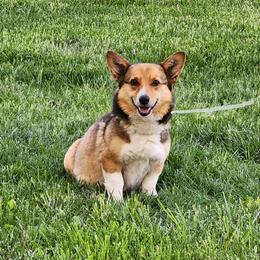 Maggie - Pembroke Welsh Corgi