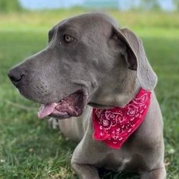 Great Danes from Gentle Giants