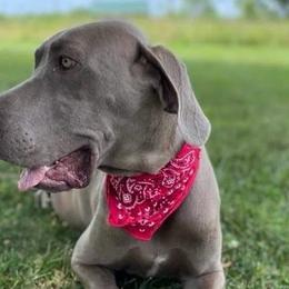 Great Danes from Gentle Giants