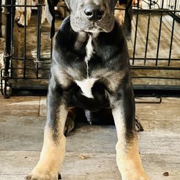 Great Dane Puppies from Florida Danes
