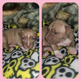 American Pit Bull Terrier Puppies from Kaotic APBTs
