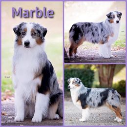 Marble - Australian Shepherd