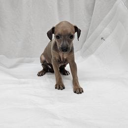 Oreo - Fawn male Italian Greyhound puppy in Newalla, Oklahoma from Heartland Iggys