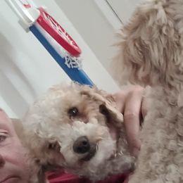 Poodles from Des Moines Doodles