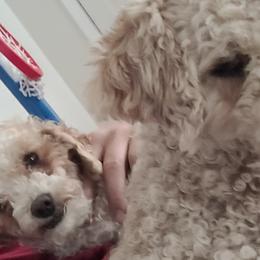 Poodles from Des Moines Doodles