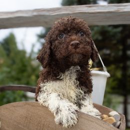 Willy - Brown male Lagotto Romagnolo puppy in North Barrington, Illinois from Lagotto Illinois