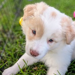 Nash - White and gold male Border Collie puppy in Ashford, Alabama from Double4farms