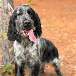 Zazu - Black and white male English Springer Spaniel puppy in Uvalda, Georgia from Willow Creek Farms
