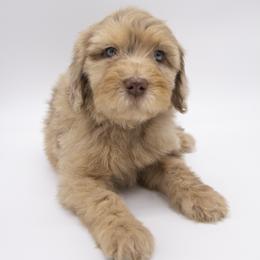 Assorted Doodle Crosses, Bernedoodle, Double Doodle, Goldendoodle, Labradoodle, and Whoodle Puppies from Our Little Farm Life Doodles