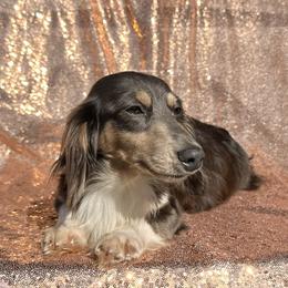 Sailor - Dachshund