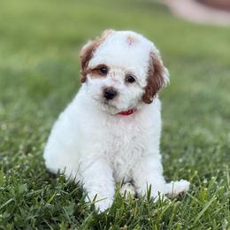 Rose - Blenheim female Cavapoo puppy in Ivins, Utah from Taylia's Cavapoos