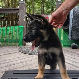 Brown - Black and tan male German Shepherd puppy in Dawsonville, Georgia from Vom Aussenseiter