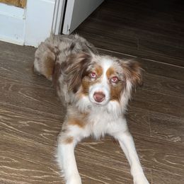 Honey - Miniature Australian Shepherd