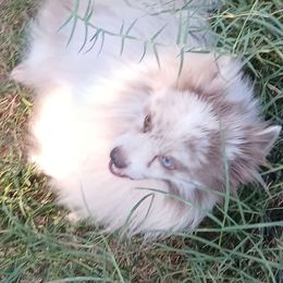 Genie - Pomeranian